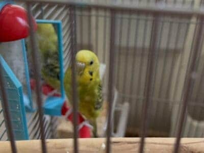 Parakeets one green one blue with cage and food