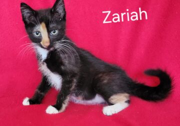 Meet Zariah