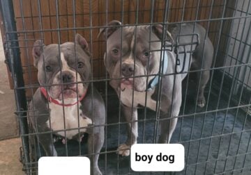 Bully pair