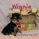 Yorkshire Terrier Puppies available