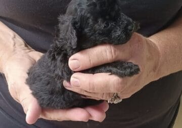 Black male toy poodle