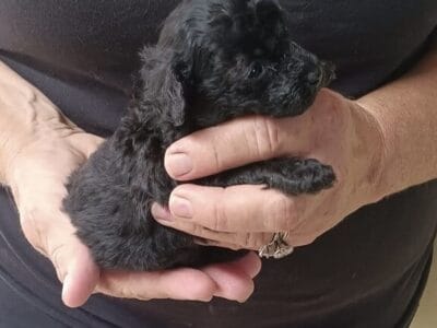 Black male toy poodle