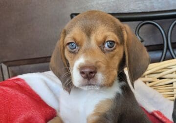 Purebred Beagle puppies Female #1 and Female #2