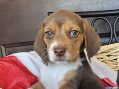 Purebred Beagle puppy Female #1