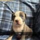 Blue Nose Pitts