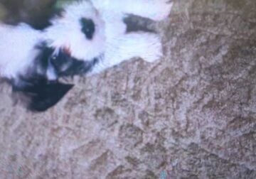 Mini poodle/Shih Tzu puppies for sale $800