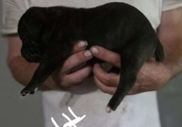 Full blooded cane corso puppies