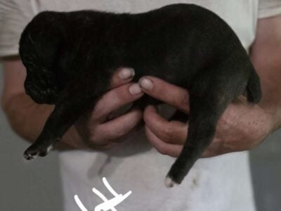 Full blooded cane corso puppies