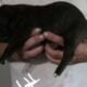 Full blooded cane corso puppies