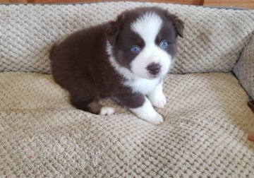 Mini or large Aussie Shepherd – Puppy 2