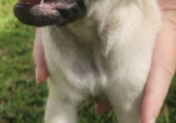 Fawn girl pug