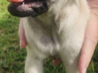 Fawn girl pug