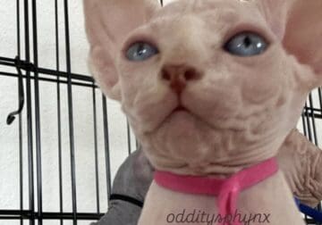 Sphynx Girl Pink collar
