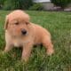 AKC GOLDEN RETRIEVER PUPS
