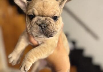 Mini Frenchie