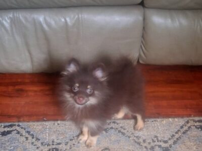 Gorgeous Chocolate and tan puppy Cocoa