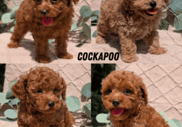 RED COCKAPOO PUPS