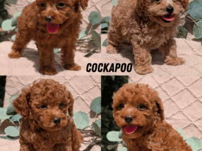 RED COCKAPOO PUPS