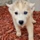 Siberian husky puppies