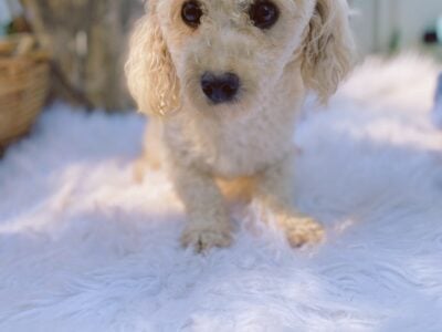 Male toy poodle apricot