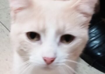 Rehoming young male cat