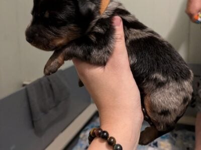 Beauceron puppies