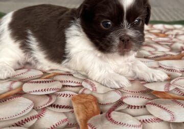Imperial Shih Tzu Puppies