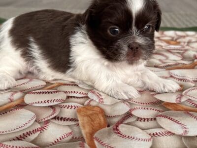Imperial Shih Tzu Puppies