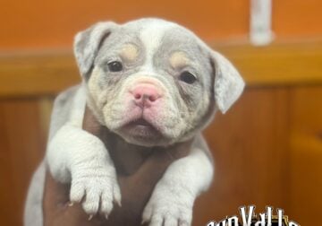 Abr reg. bully puppies