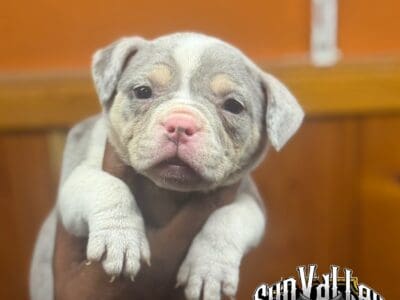 Abr reg. bully puppies