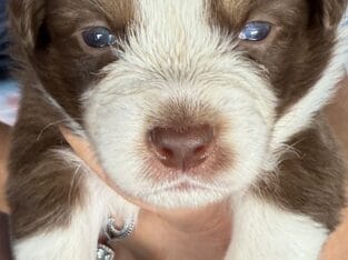 Australian Shepherd Puppies