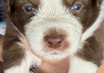 Australian Shepherd Puppies