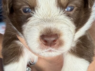 Australian Shepherd Puppies