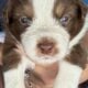 Australian Shepherd Puppies