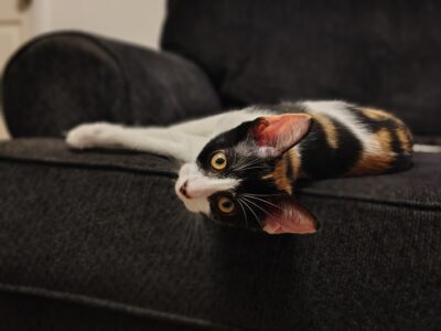 Rose: Calico Kitten