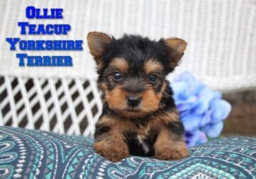 Ollie Male Teacup Yorkshire Terrier