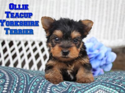Ollie Male Teacup Yorkshire Terrier