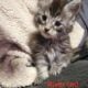 Maine Coon Kittens