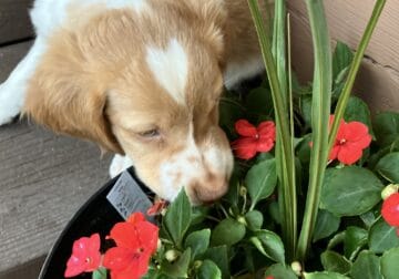 Brittany Spaniel