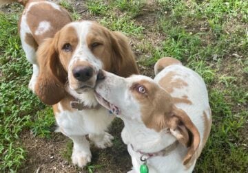 Coming Soon Basset Hound Puppies!
