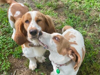 Coming Soon Basset Hound Puppies!