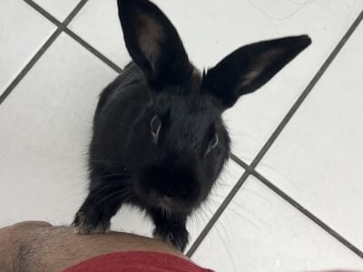 Need to rehome pet rabbit!