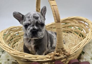 AKC French Bulldog Puppies