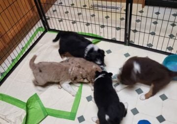 Miniature Aussie/Border Collie Puppies for Sale