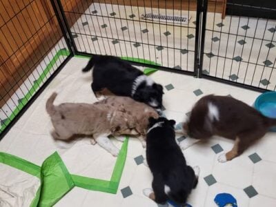 Miniature Aussie/Border Collie Puppies for Sale