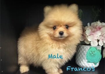 Pomeranians