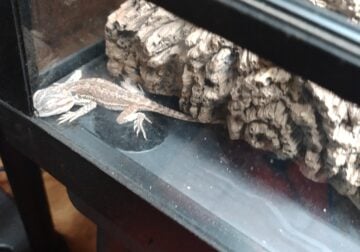 Beardy w/habitat