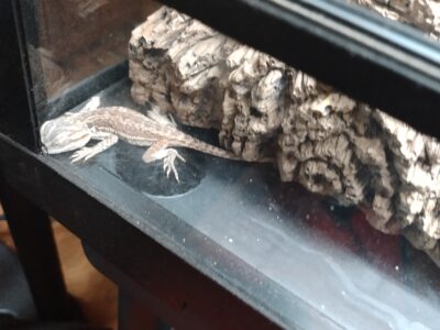 Beardy w/habitat