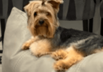 Yorkie 3 years old