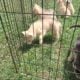 Siberian husky puppies